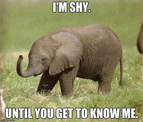 Baby Elephant Im Shy Until You Get To Know Me Image Tagged In