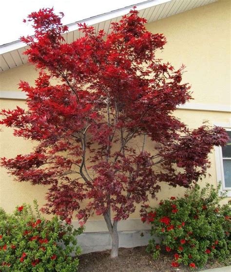 Eight Great Small Trees For Landscaping Small Spaces