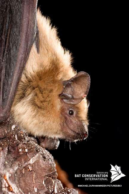 Big Brown Bat Traditionally These Bats Have Formed Maternity Colonies