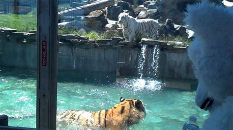 Cougar Mountain Zoo Hungry Tiger Experience Youtube