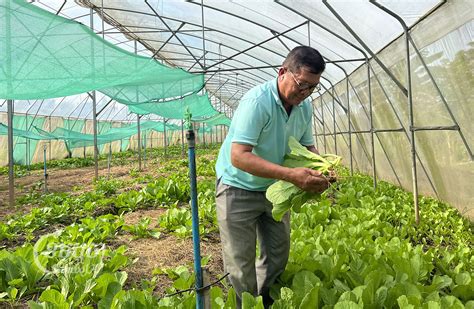 Farmers Turn To Organic Vegetable Farming For Personal And Public Interests Camboja News