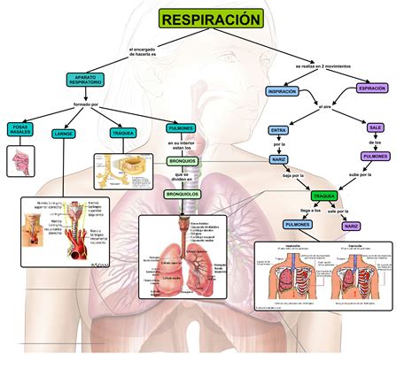 Mapa Mental Del Sistema Respiratorio Con Dibujos Tesmapa 4