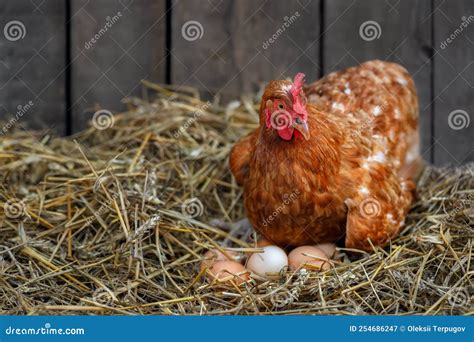 Hen Hatching Eggs In Nest Of Straw Inside A Wooden Chicken Coop Stock