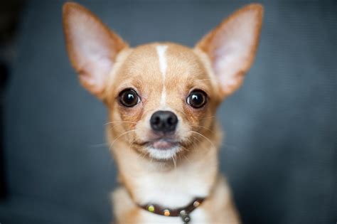 Chihuahua Temperamento Características Comportamiento Origen