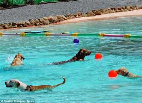 Create a splashing bash in your own yard. Canine Water Park Now Open! - LIFE WITH DOGS