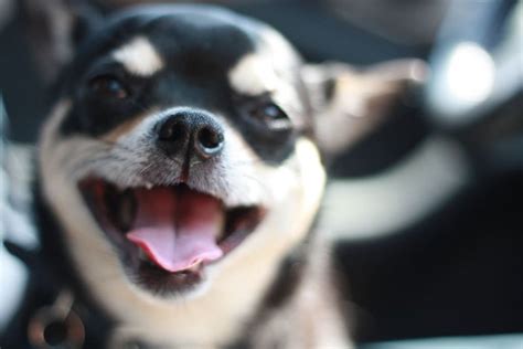 As such, you should prepare adequately to refine your answer. Why You Should Smile At Your Dog More Often
