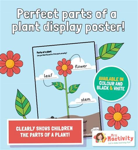 Parts Of A Plant Display Poster Primary Teaching Resources Gambaran