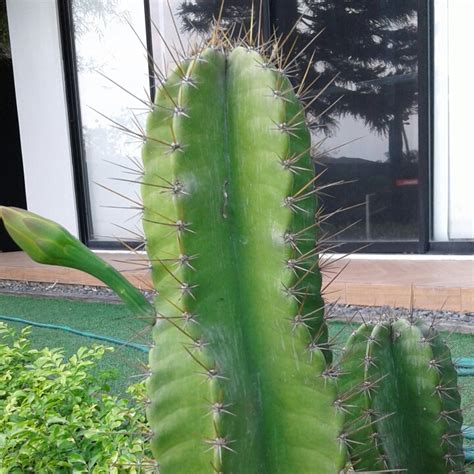 Trichocereus spachianus is also called golden torch or golden torch cactus. Echinopsis spachiana, Golden Torch Cactus - uploaded by ...