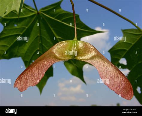 Norway Maple Acer Platanoides Unripe Fruit With Leaf Samara