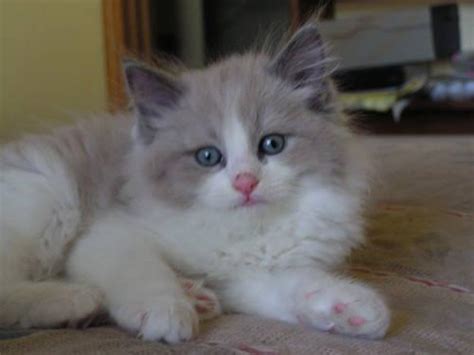 Purebred Ragdoll Kittens Central Michigan Area For Sale