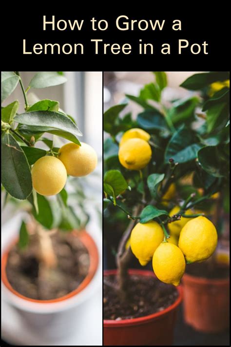 How To Grow A Lemon Tree In A Pot The Garden In 2021 Lemon Tree