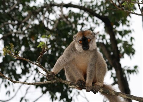 Visit To Lemur Island Madagascar Audley Travel