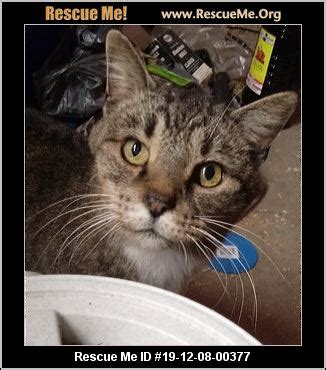 Had leopard not alerted us that something was going ok with the sewer, we may not have. - Ohio Cat Rescue - ADOPTIONS - Rescue Me!