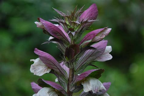Acanthus Flowers Wallpapers Pictures Images
