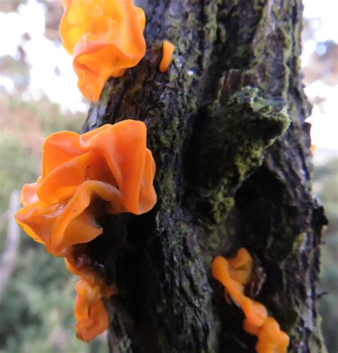 Those who are often at a higher risk for developing a toenail fungus include older individuals once the fungus has been eliminated your nails will probably remain yellow until the healthy enamel replaces what has been damaged. Yellow Brain Fungus in February