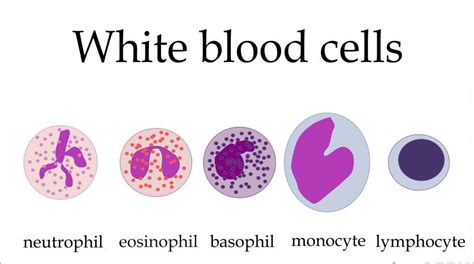 5 Types Of White Blood Cells Pictures In Biological Science Picture