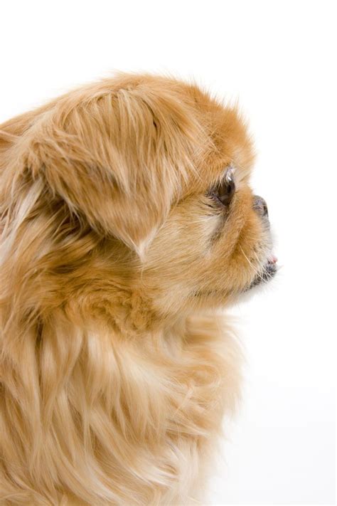 5 Small Calm Dog Breeds That Like To Keep It Mellow