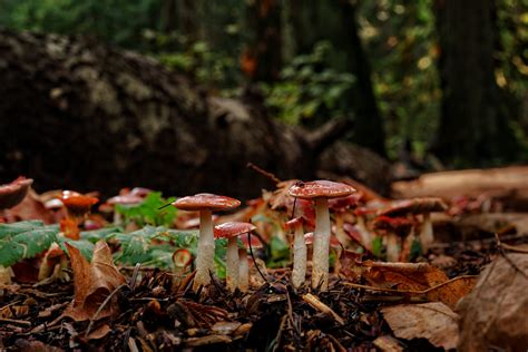 Victoria Daily Photo Fungi