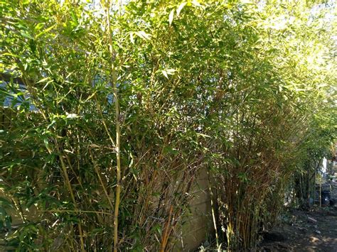 3 Ft Fast Growing Clumping Bamboo Plant With Roots Non Invasiveprivacy