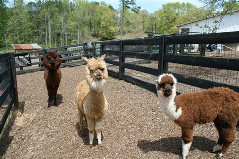 Mr And Mrs B Tanglewood Miniature Animal Farm