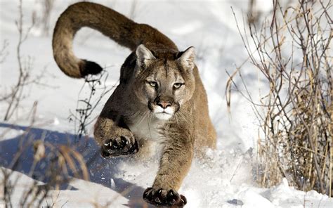 Mountain Lion Wallpapers - Top Free Mountain Lion Backgrounds
