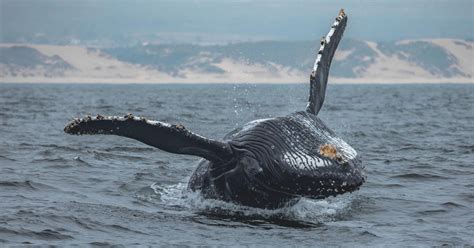 Monterey Bay Whale Watching Tour Getyourguide