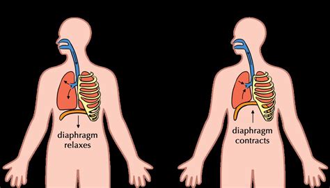 Inhalation And Exhalation Diaphragm Movement Illustration Flickr