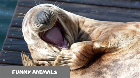 🤣🤣 Try Not To Laugh Funny Animals Compilation 2019 Funny Animals