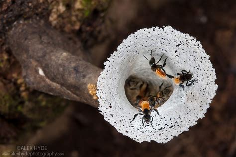 Choose from a wide range of similar scenes. Stingless Bee Nest Entrance - Maliau Basin | Alex Hyde