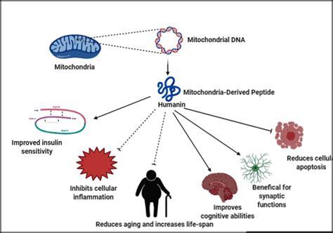 The Emerging Role Of The Mitochondrial Derived Peptides Ijipns