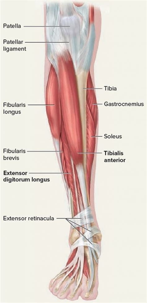 Leg Tendon Names Muscles Of The Leg And Foot Classic Human Anatomy My
