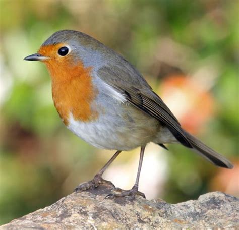 You can also enjoy it no the reserves in this guide are regulated and land managed by the rspb and are also protected sites of. Big Garden Birdwatch is largest wildlife survey in the world RSPB asks for help - Market ...