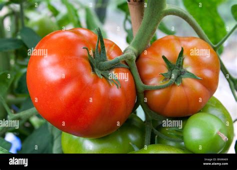 Organic Beefsteak Tomatoes Growing On The Vine Variety Big Boy Stock