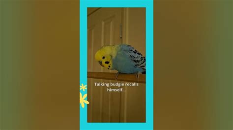 Talking Budgie Recalls Himself Cookie The Budgie Youtube