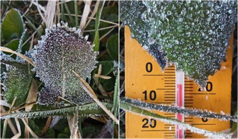 The water temperature around pandan has average variability throughout the year. Gara-gara Udara Dingin, Dieng Diselimuti Embun Es yang ...