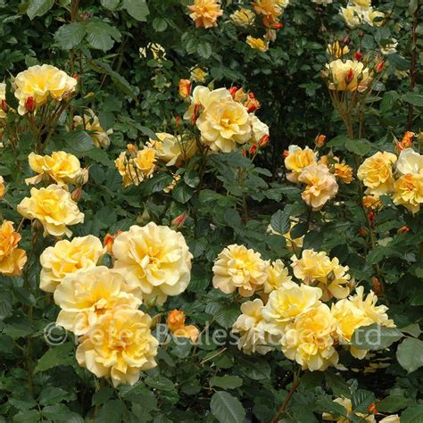 Autumn Sunset Shrub Rose Peter Beales Roses The World Leaders In