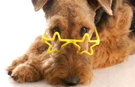 9 Versatile Facts About The Airedale Terrier Airedale Terrier