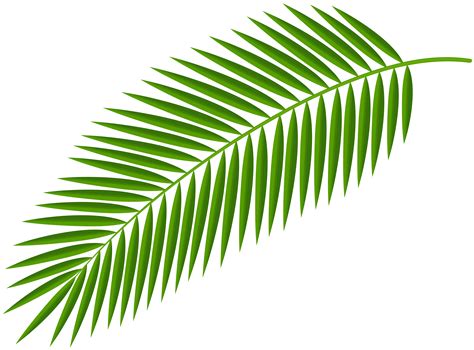 Palm Branch Drawing Free Download On Clipartmag