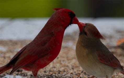 A Pair Of Mating Cardinals Weather Photos Weather Network Weather