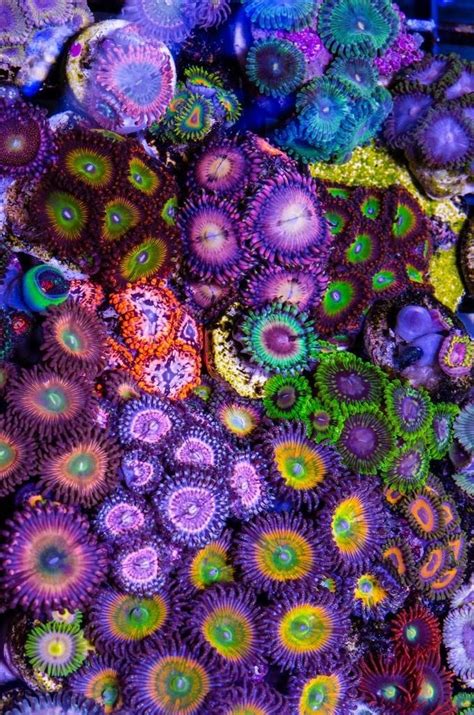 The Crazy Colorful World Of Zoanthids Soft Coral See Facebook