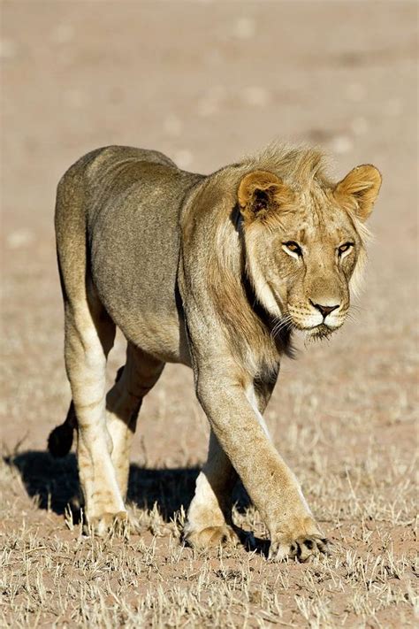 African Lioness Photograph By Tony Camachoscience Photo Library