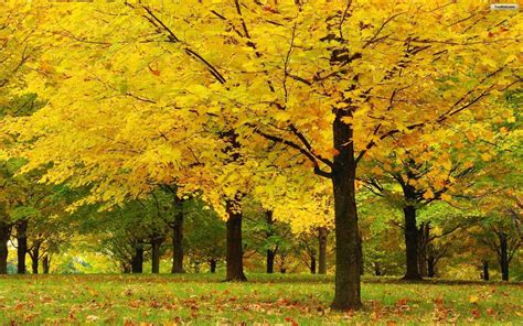Yellow Tree Hd Wallpapers Wallpaper Cave