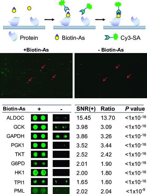 Identification Of Arsenic Binding Proteins On The Human Proteome