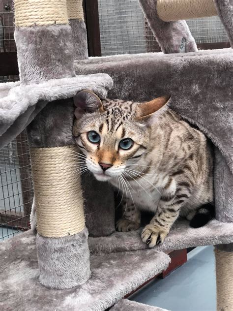 Our Cattery - AppleTree Cattery