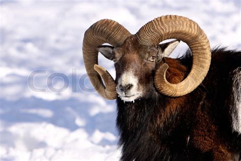 Detail Head With Antlers Mouflon In Stock Image Colourbox