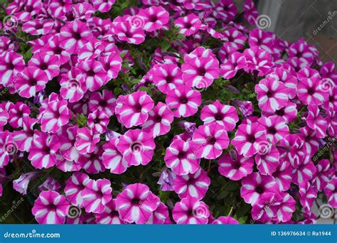 Fiori Bianco Rosa Dai Letti Di Fiore Paniculata Del Flox Del Flox Del