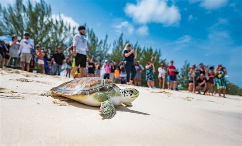 Turtle Release In Honour Of World Sea Turtle Day Cayman Compass