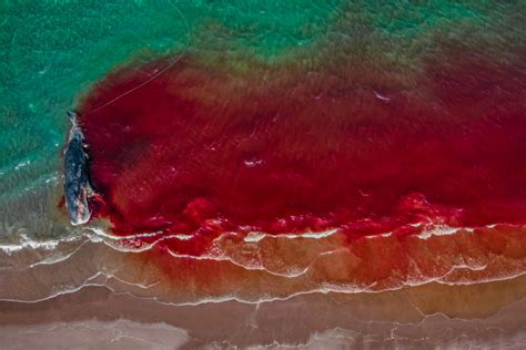 Ocean Conservation Impact Photographer Of The Year 2022 Rf
