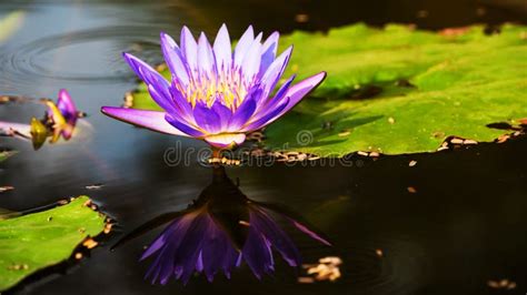 Purple Lotus Flower With Reflection Stock Photo Image Of Gardens