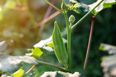 How To Grow Okra And How Long It Takes Kellogg Garden Organics